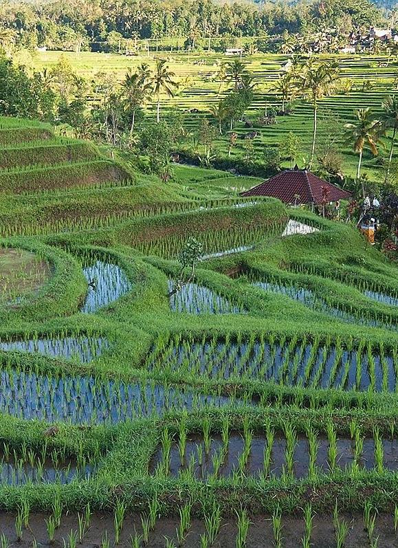 01_Siddhartha_Rice-Terraces_Tours_Bali