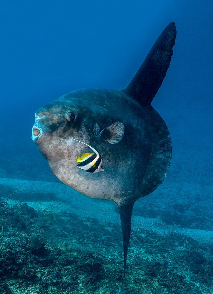 03_Siddhartha-Diving-Center-Bali-Mola-in-Crystal-Bay-Nusa-Penida-by-Jerry-Arriaga