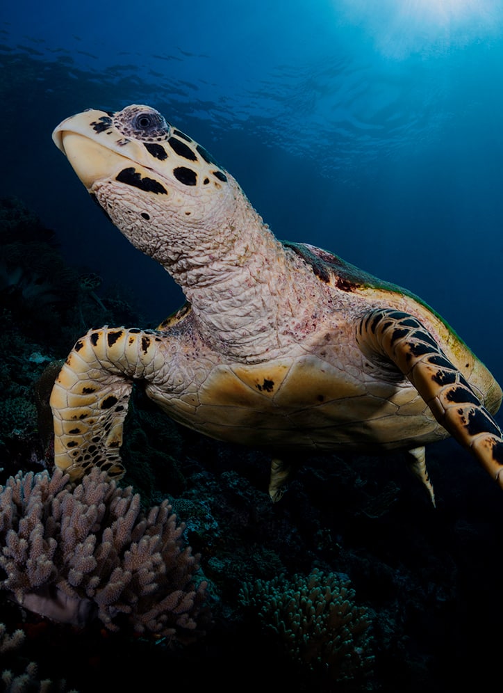04_Siddhartha-Diving-Center-Hawksbill-Turtle-at-House-Reef-Bali-by-Jerry-Arriaga