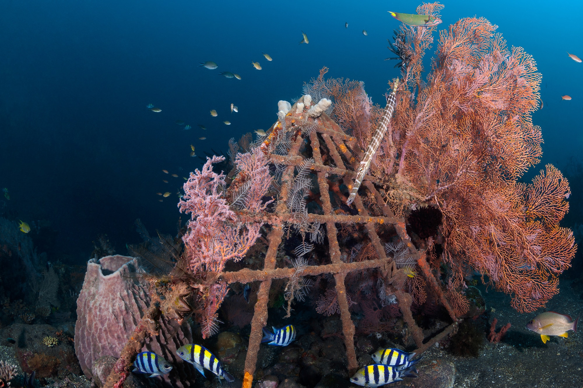 House Reef in Bali