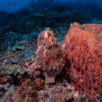 Nusa Penida Siddhartha Diving Center Bali