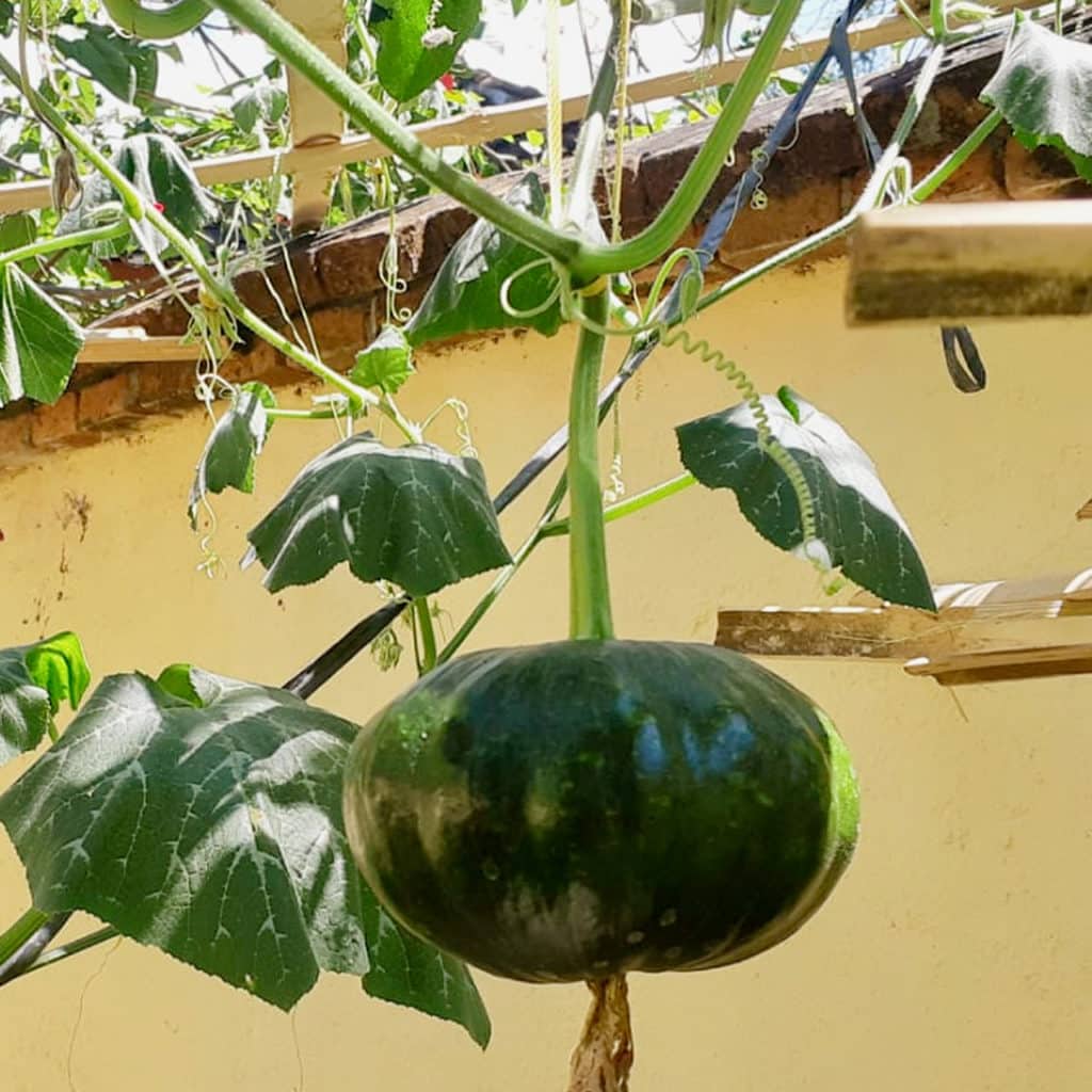 Bali Tomato Garden