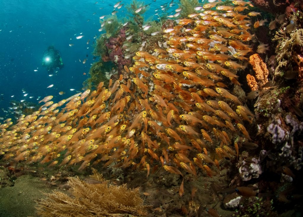 House Reef Siddhartha Diving Bali