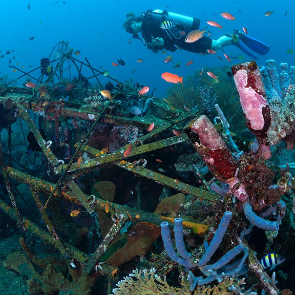 Coral Reef Bali