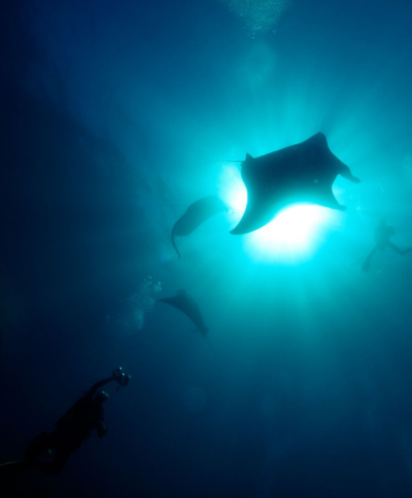 Dive Show Special