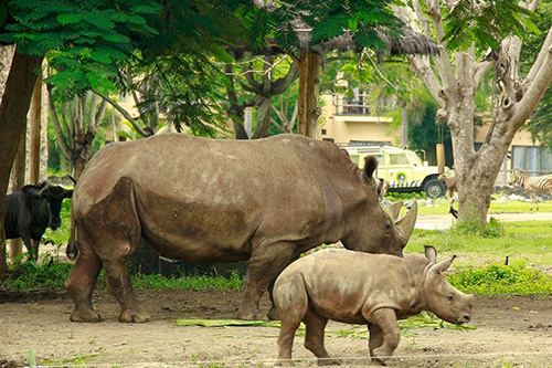 Safari Park