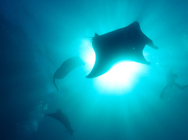 World Manta Day