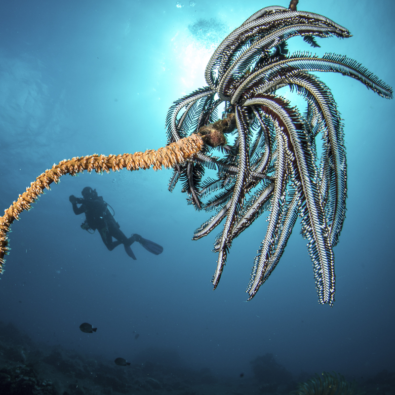 siddhartha bali resort scuba diving liberty wreck tulamben