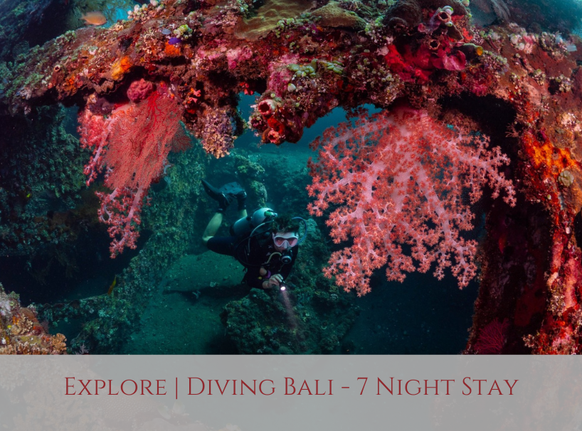 Siddhartha Bali Explore Diving Special Offer