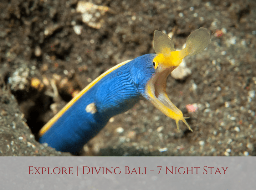 Explore Bali Diving Siddhartha